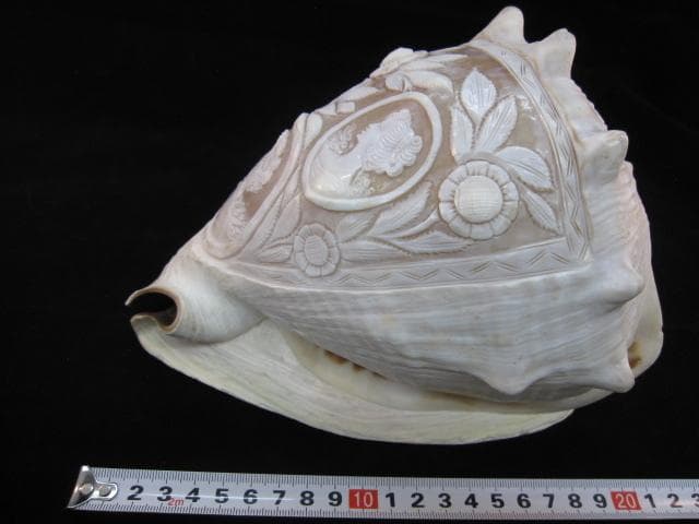 カメオ細工　クチグロトウカムリ　イタリア