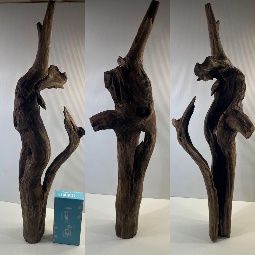 R71特大流木 アク抜き済み流木 爬虫類シェルター 登り木 インテリア 生け花