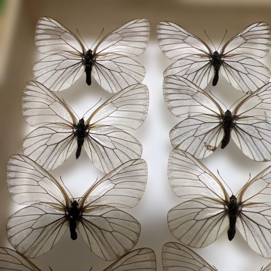 希少蝶標本現状品のみドイツガラスケースサイズ40x30x6cm 現状品のみ