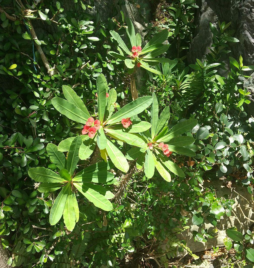 【時代南蛮甕】　四耳南蛮大甕