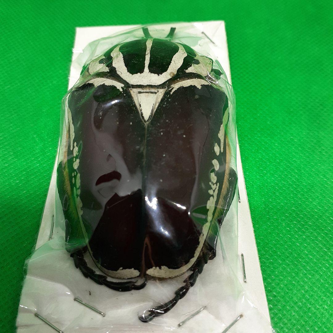 標本 Goliathus goliatus apicalis 85mm CONGO