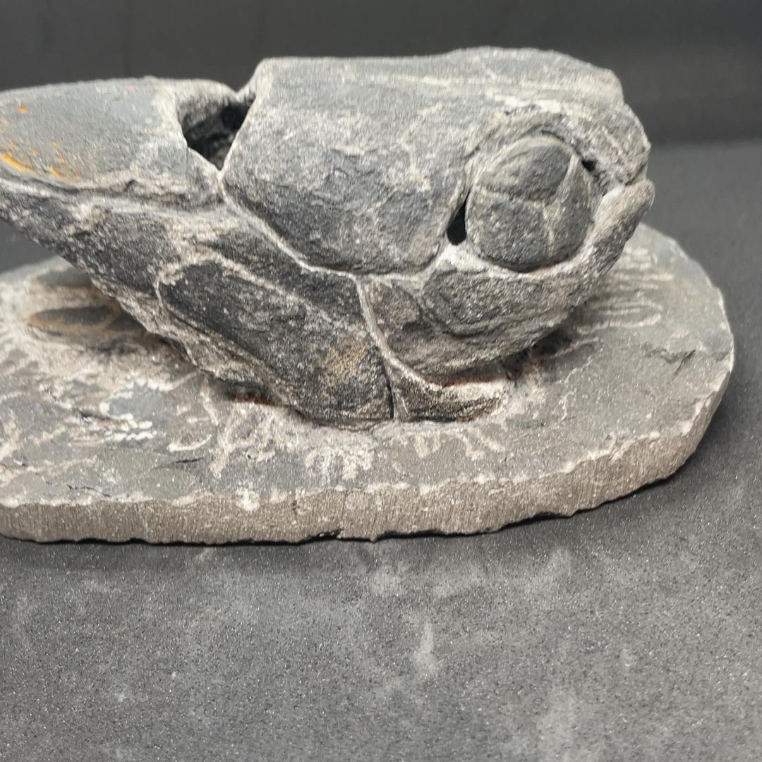 エンセオステウス　placoderm fish　化石 おまけ付き