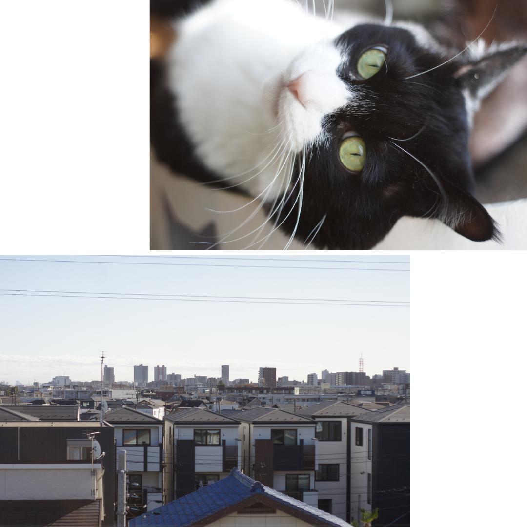 整備済 完動 OLYMPUS M-1 50mm F1.8 希少 露出計OK