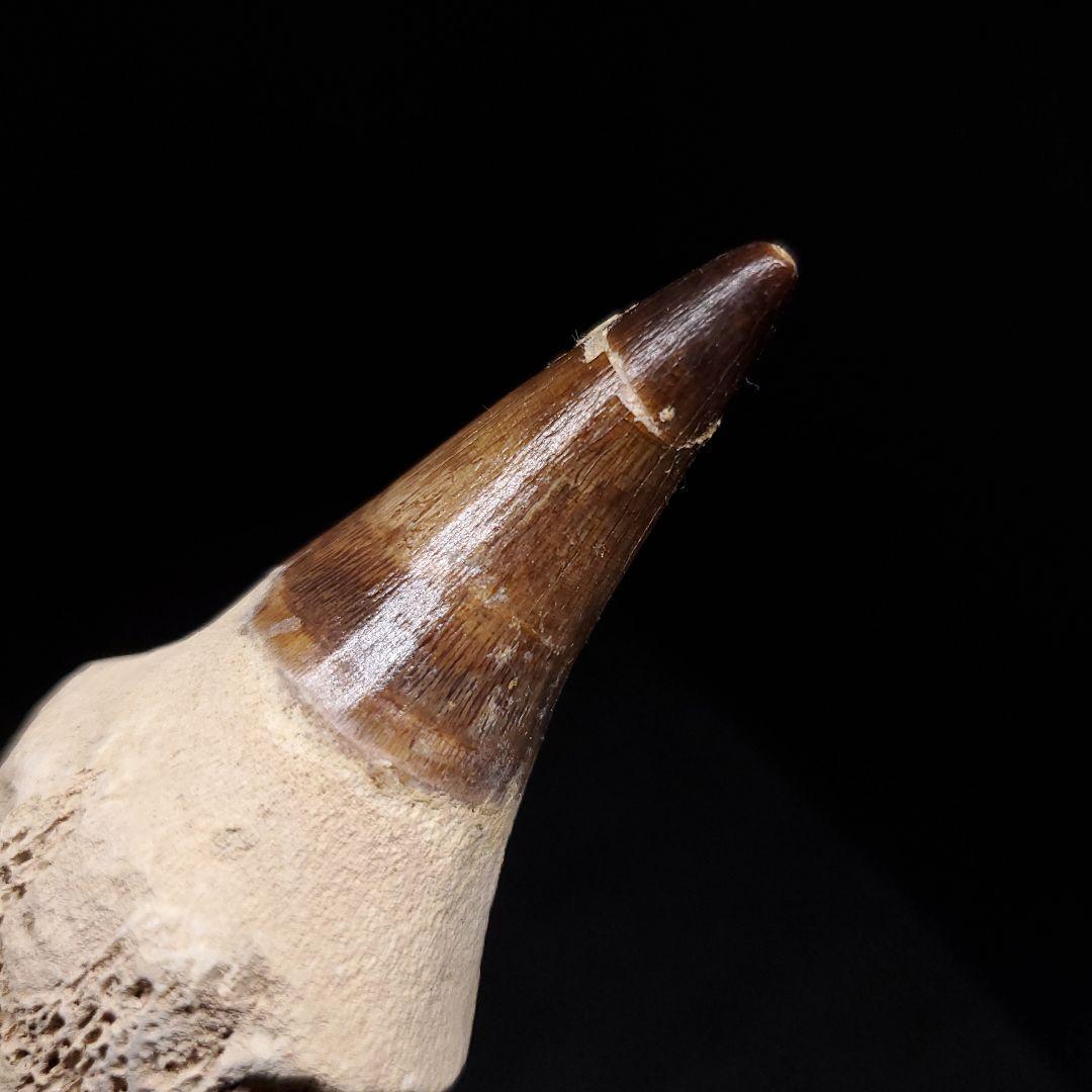 歯根付き モササウルス 化石 歯 本物 モロッコ産 95.52mm mos136