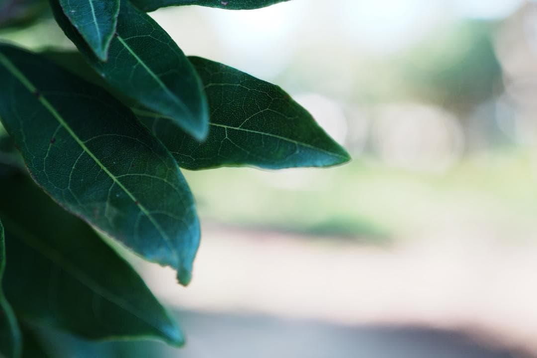 Carl Zeiss Batis 40mm F2 CF レンズ1本だけ残すなら