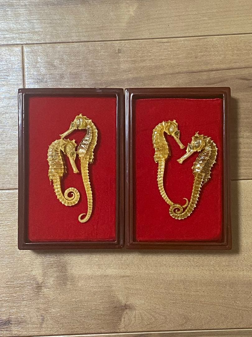 開運 縁起物 タツノオトシゴ 乾燥 標本　2セット