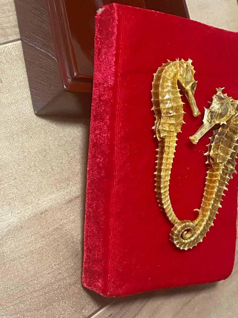 開運 縁起物 タツノオトシゴ 乾燥 標本　2セット