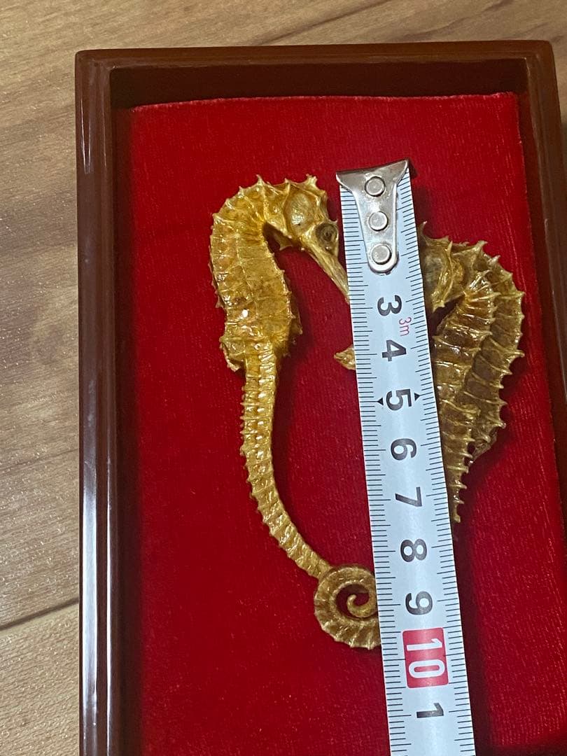 開運 縁起物 タツノオトシゴ 乾燥 標本　2セット