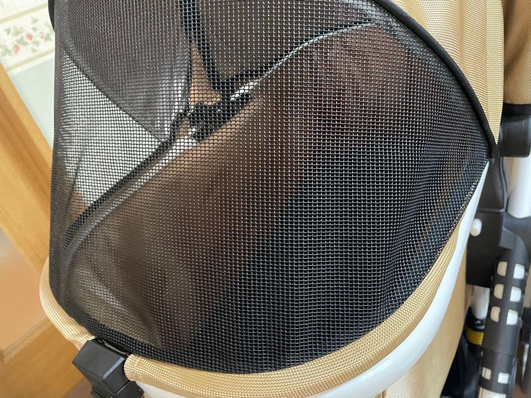 Piccolo Cane TANTO3 人気のシャンパンゴールド