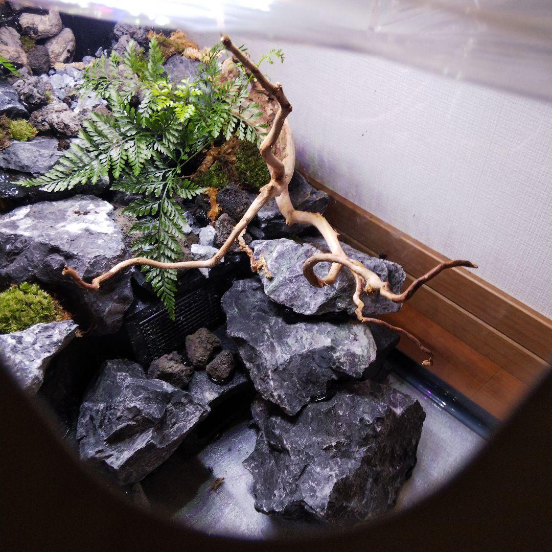 【受注生産】６0センチ水槽アクアテラリウム　イモリウム　苔テラリウム　テラリウム