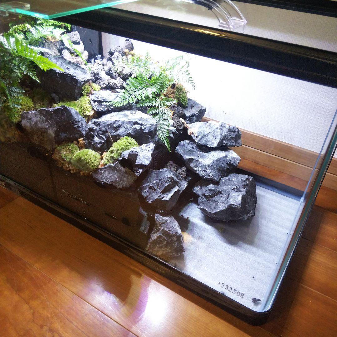 【受注生産】６0センチ水槽アクアテラリウム　イモリウム　苔テラリウム　テラリウム