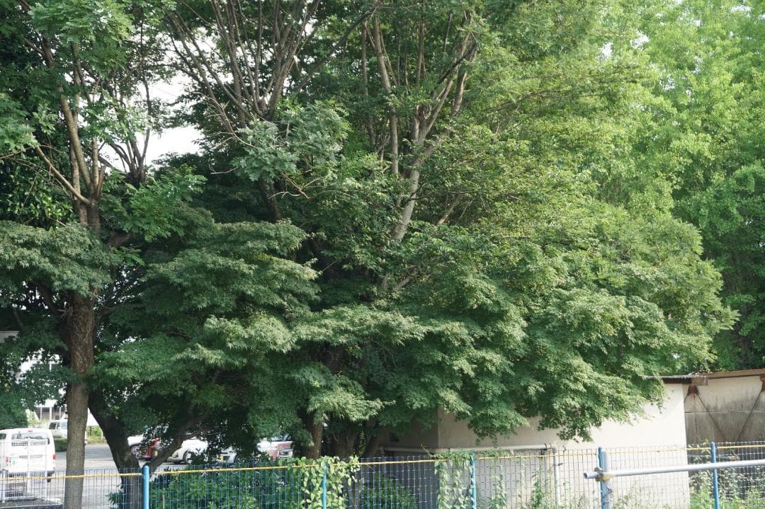 Sony ソニー α6500 ボディ ILCE-6500