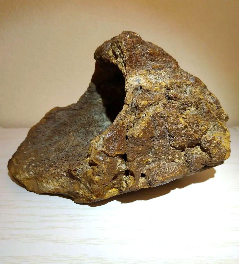 プレシオサウルスの仲間の骨　化石