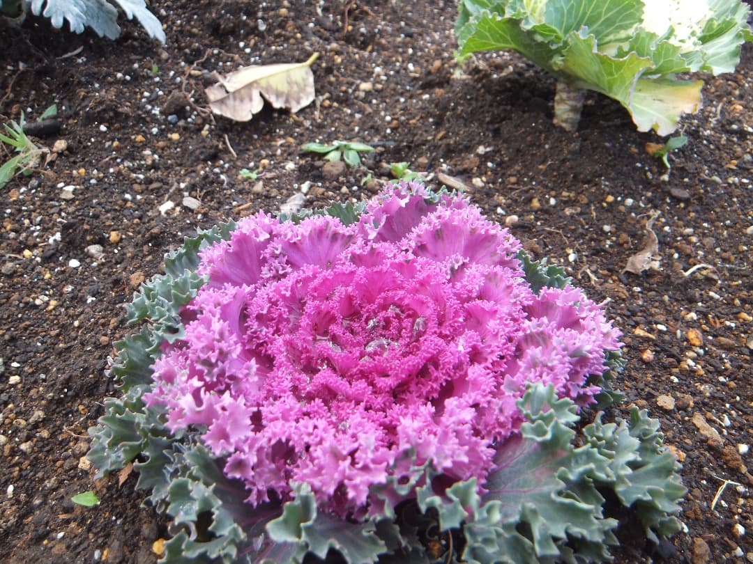 実写美⭕️良品【動作確認済み】FUJIFilm　FinePix　Z1100EXR