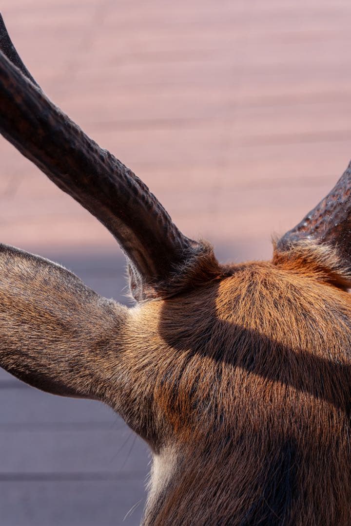 tamron 90mm F2.8 Di Ⅲ macro VXD eマウント用