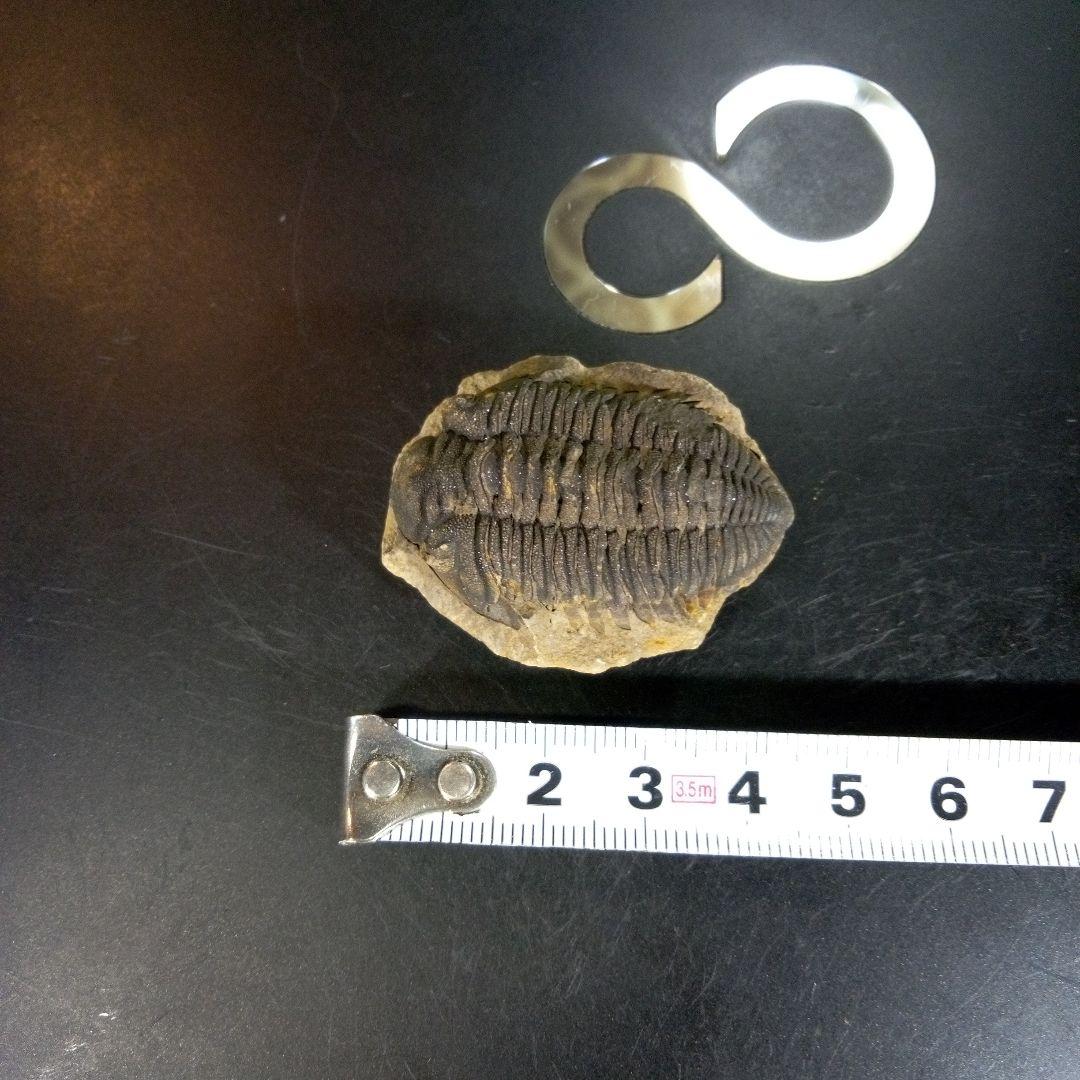 三葉虫　化石　fossil　ボリビア産　trilobite　ノジュール判別④