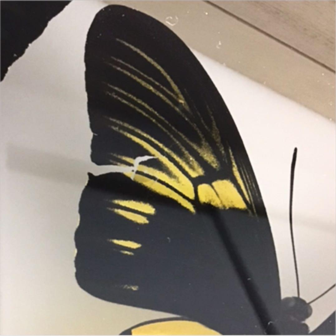 -蝶の標本- 8頭セット 桐箱入り