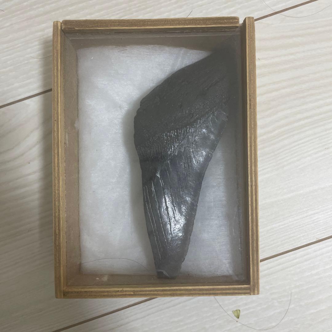 メガロドンの歯の化石