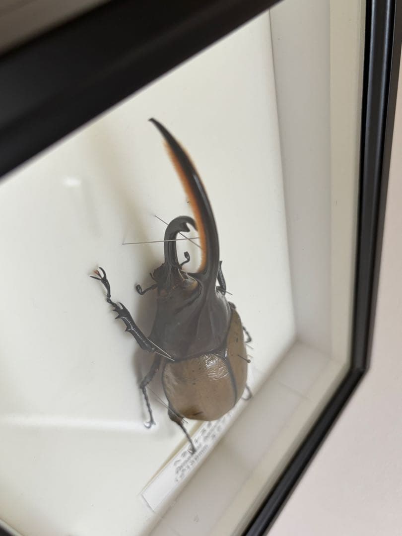 昆虫標本2点セット　ヘラクレスオオカブト、ホソアカクワガタ