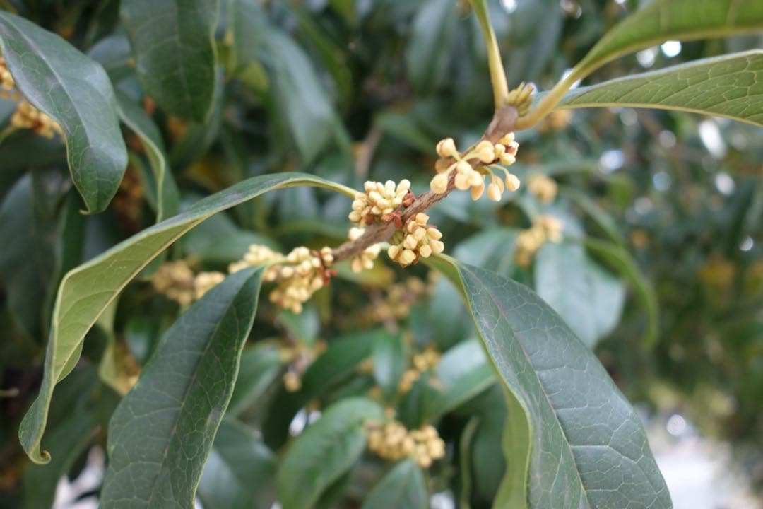 【美品✨】SONY Cyber-shot DSC-RX100 コンデジ 作例あり