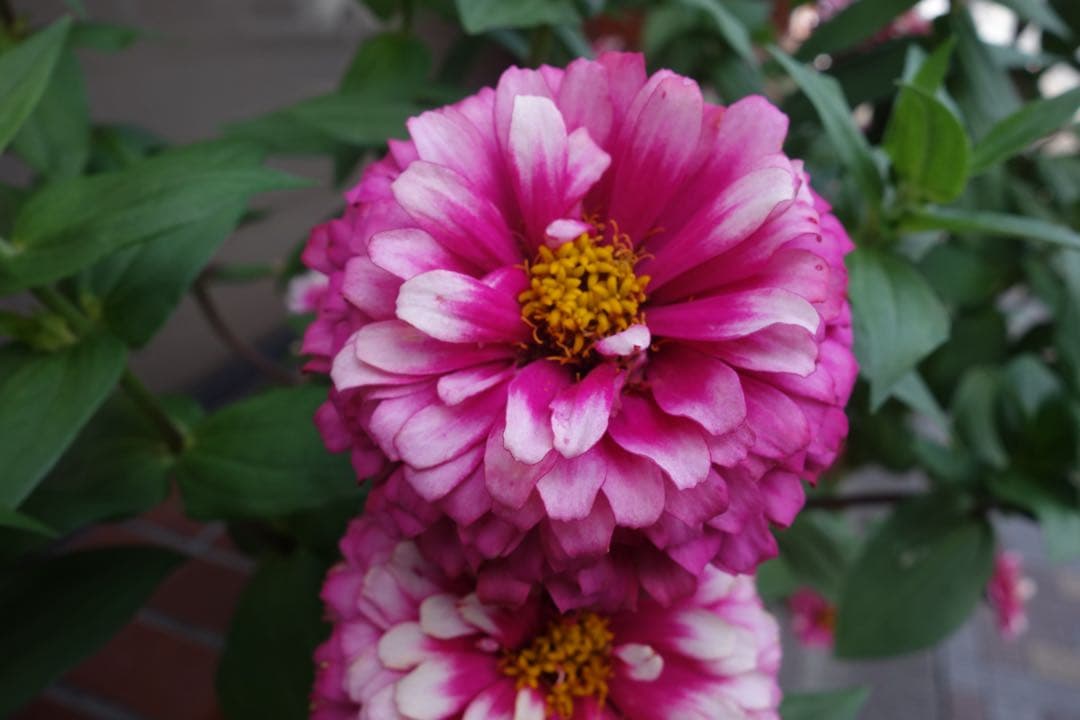 【美品✨】SONY Cyber-shot DSC-RX100 コンデジ 作例あり