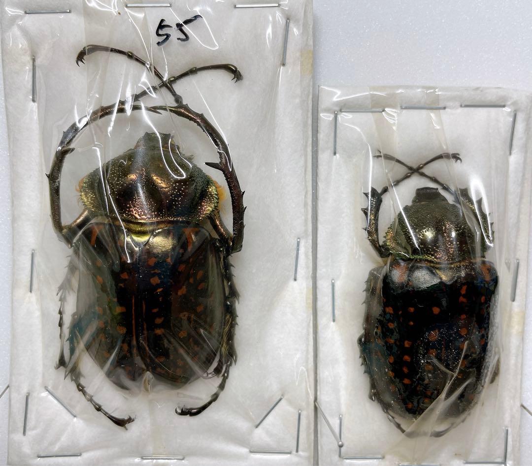 テルヌマテナガコガネ　♂♀