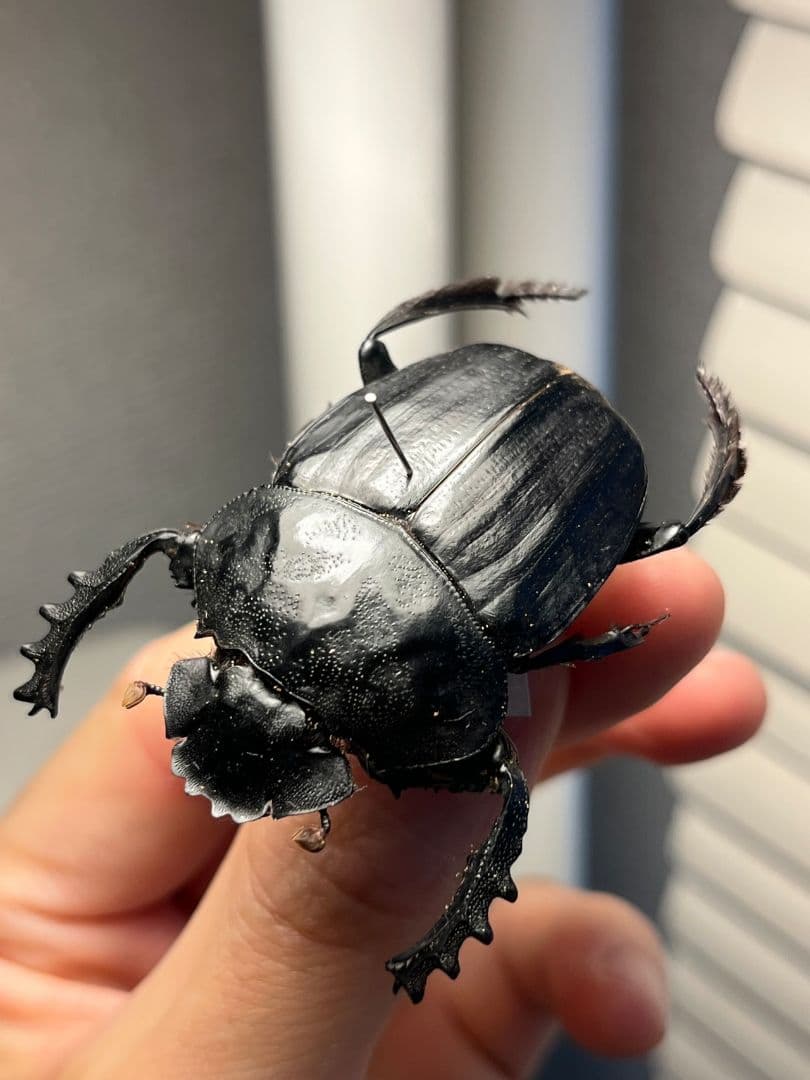 【属内2位】スネブトタマオシコガネ スカラベ糞虫フンチュウ昆虫標本