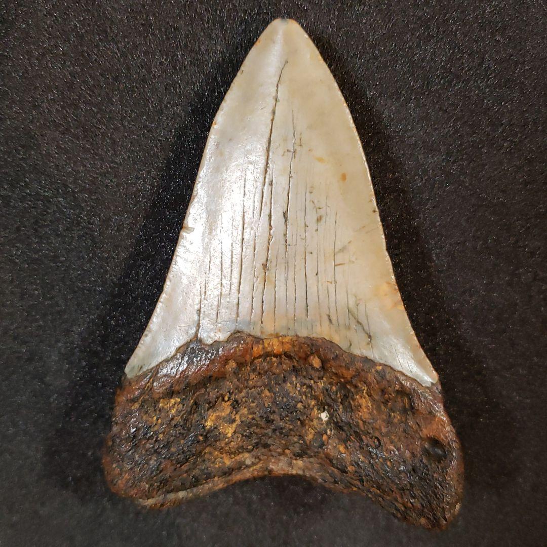 メガロドン歯化石