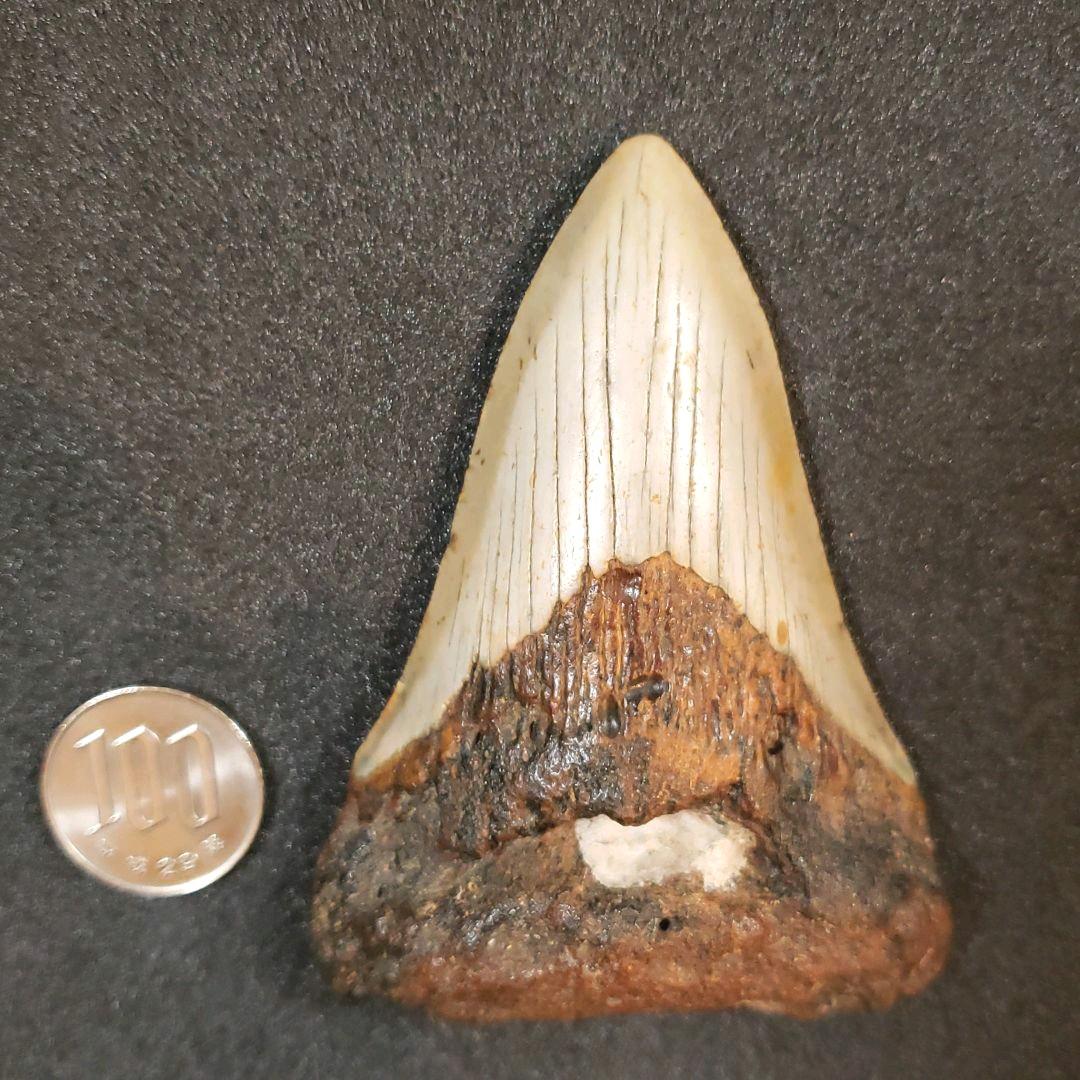 メガロドン歯化石