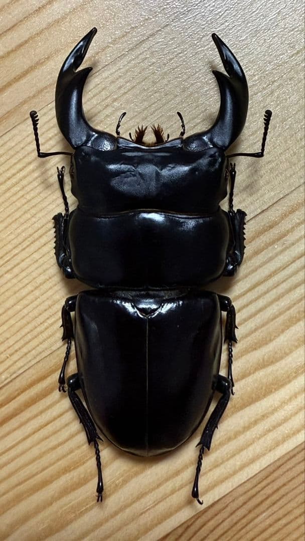アンタエウスオオクワガタ89mmペア