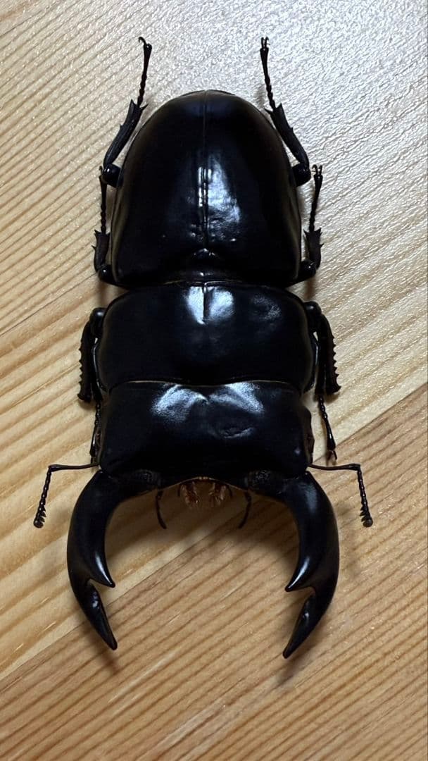 アンタエウスオオクワガタ89mmペア
