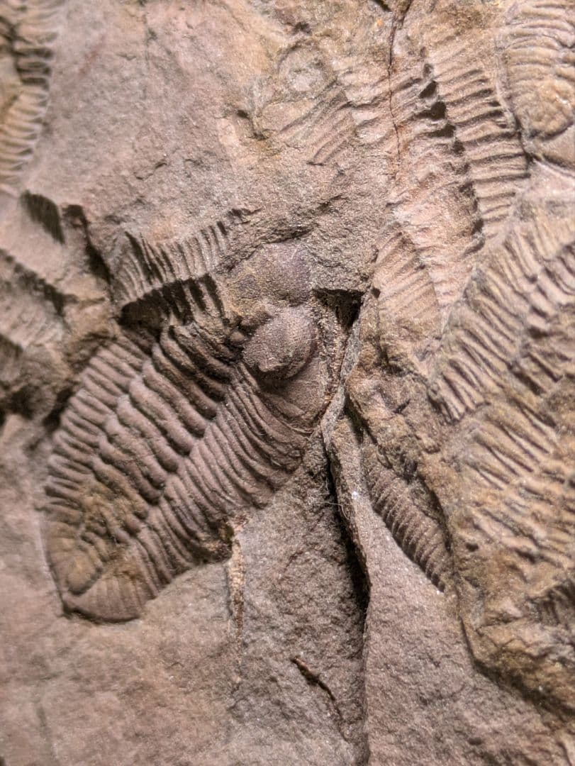 博物館級　三葉虫　群生　化石　標本　地学