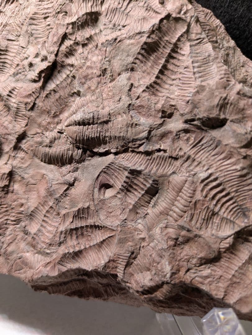 博物館級　三葉虫　群生　化石　標本　地学