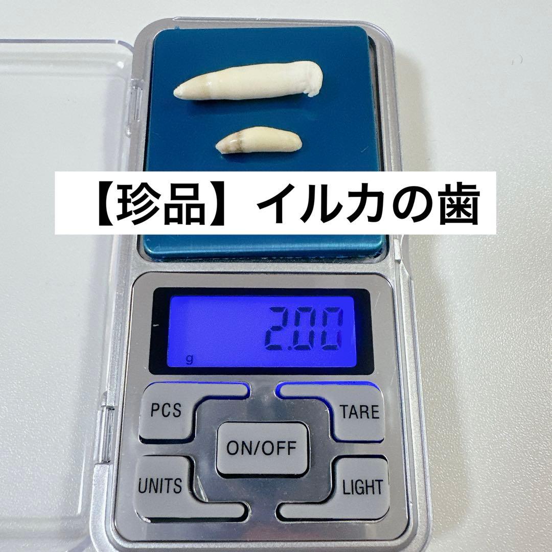 イルカの歯2本セット