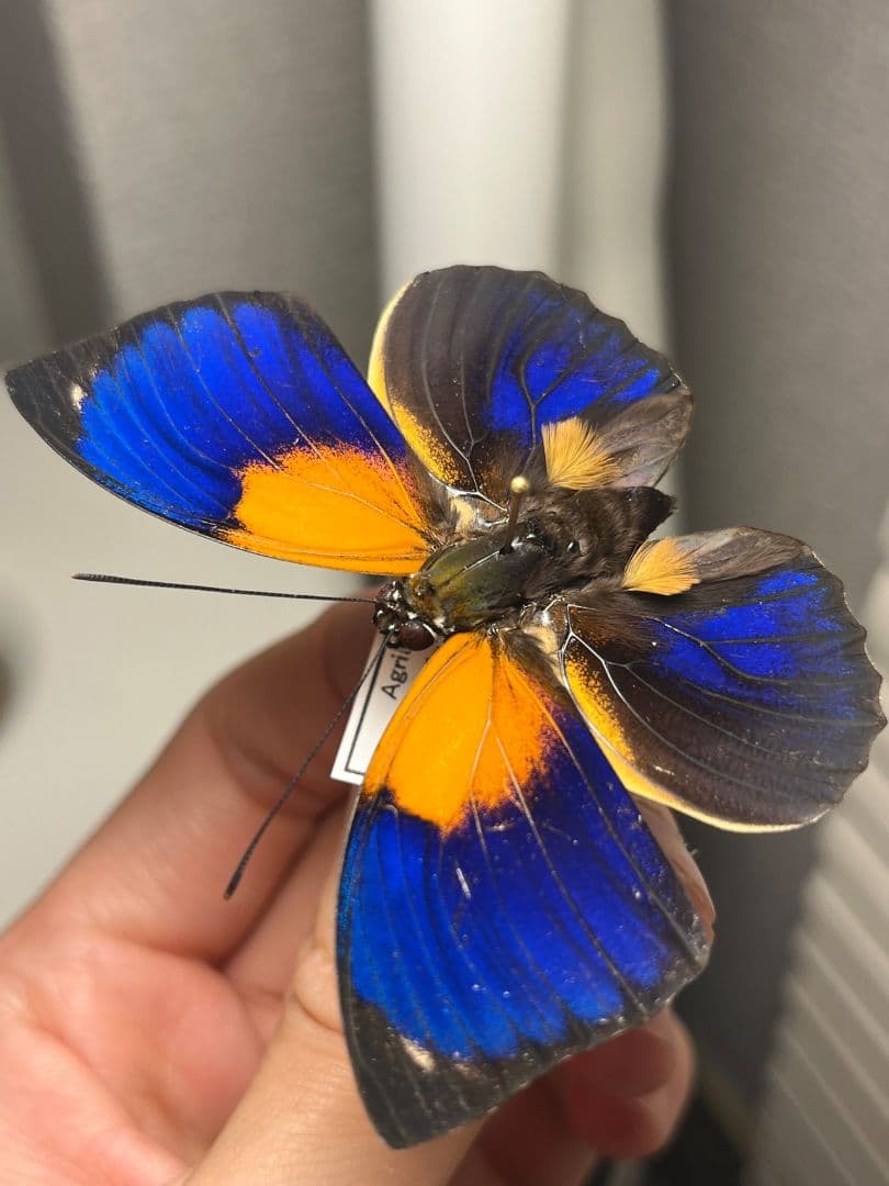 アグリアスファルキドンフルニエラ♂ ファルキドンミイロタテハ 蝶標本