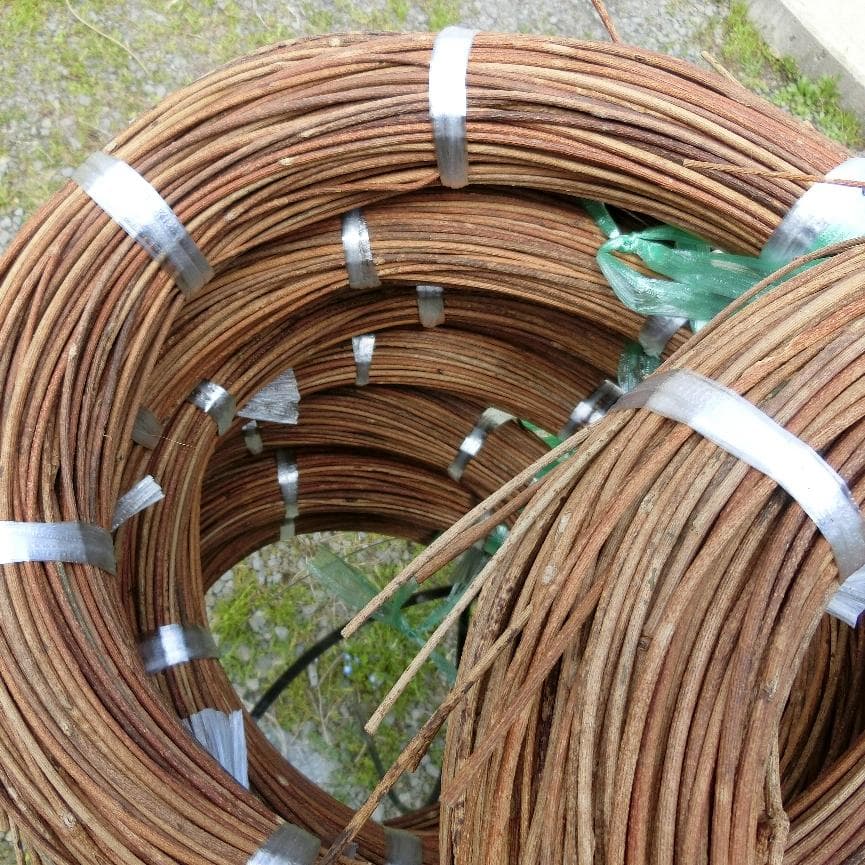 黄色いくまさん　青森岩木山採取　あけび蔓　150cm～ 15kg　2