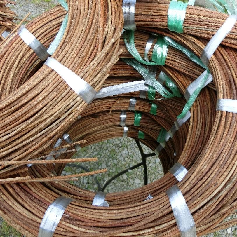 黄色いくまさん　青森岩木山採取　あけび蔓　150cm～ 15kg　2