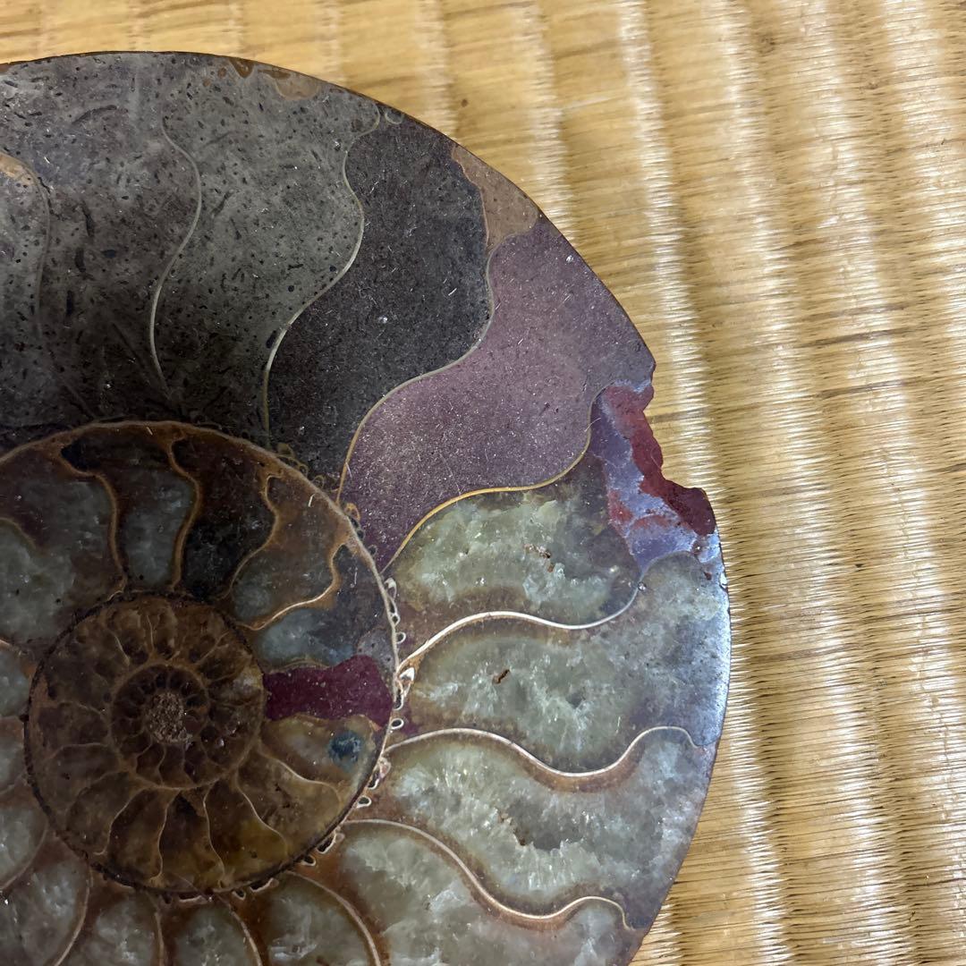 3点　化石　アンモナイト　等