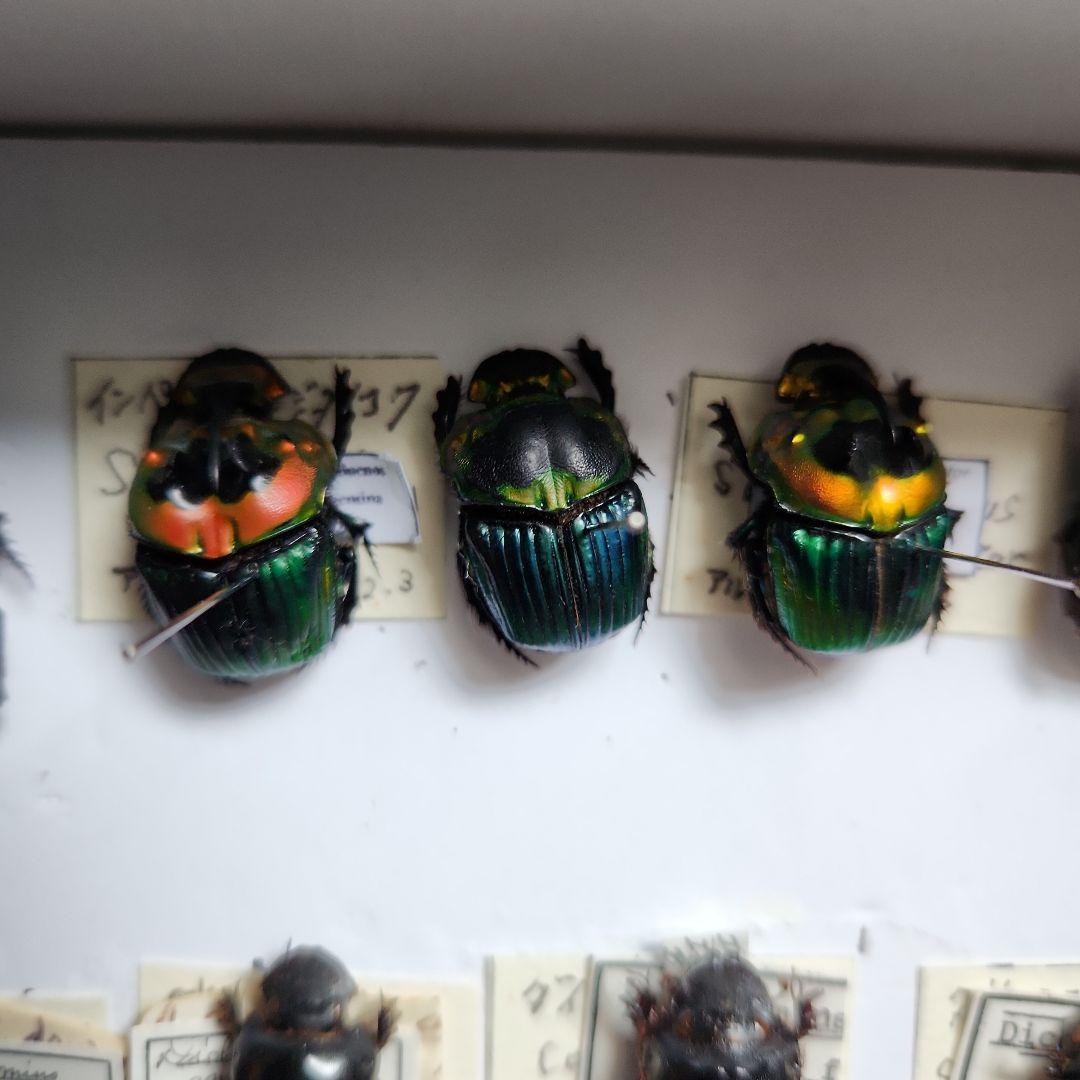 昆虫標本(ダイコク、オオダイコク)海外