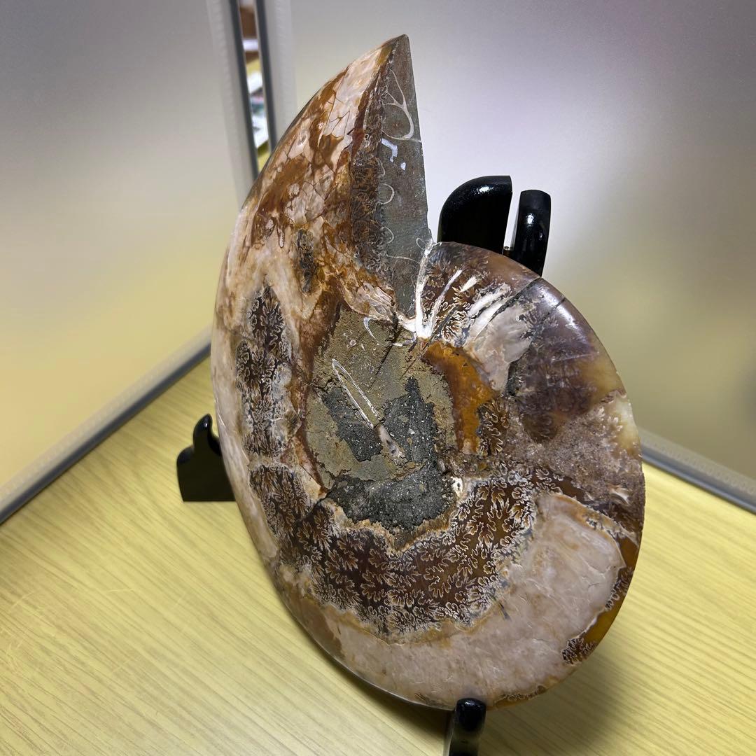 EXPO2025 タジキスタン パビリオン アンモナイト　大阪万博 万博