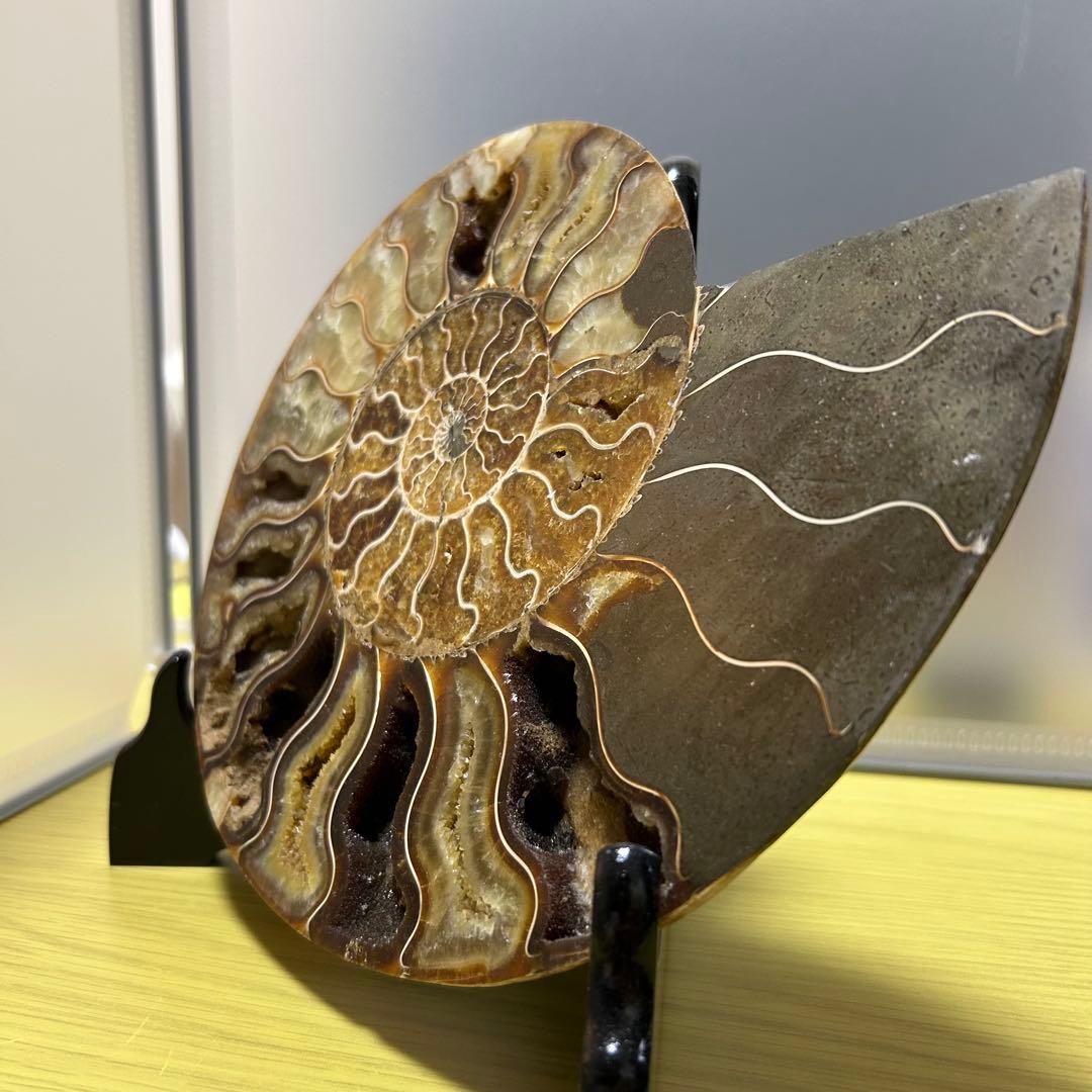 EXPO2025 タジキスタン パビリオン アンモナイト　大阪万博 万博