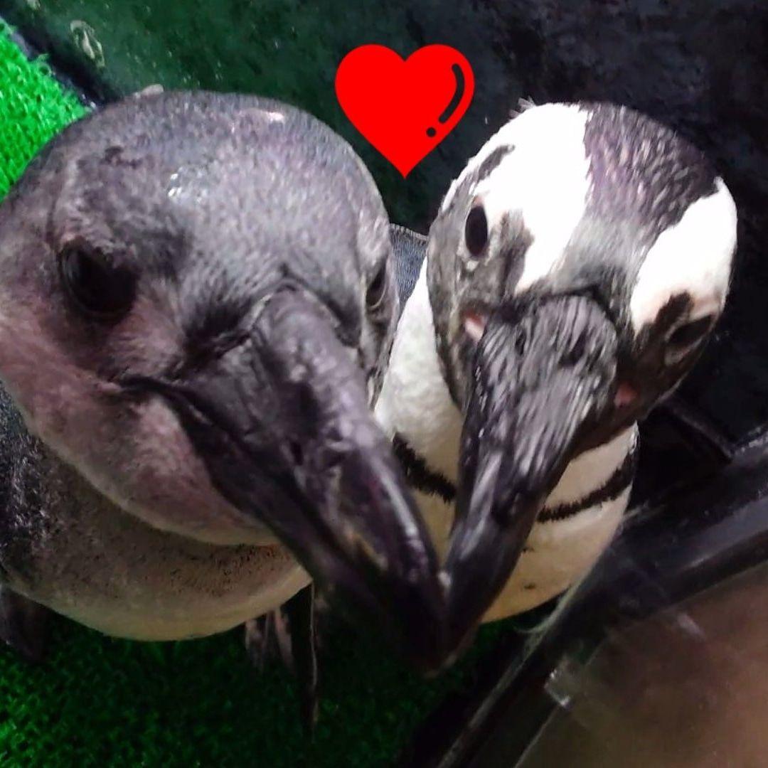 ケープペンギンの羽根