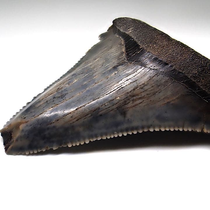 【アメリカ産】メガロドンの歯の化石