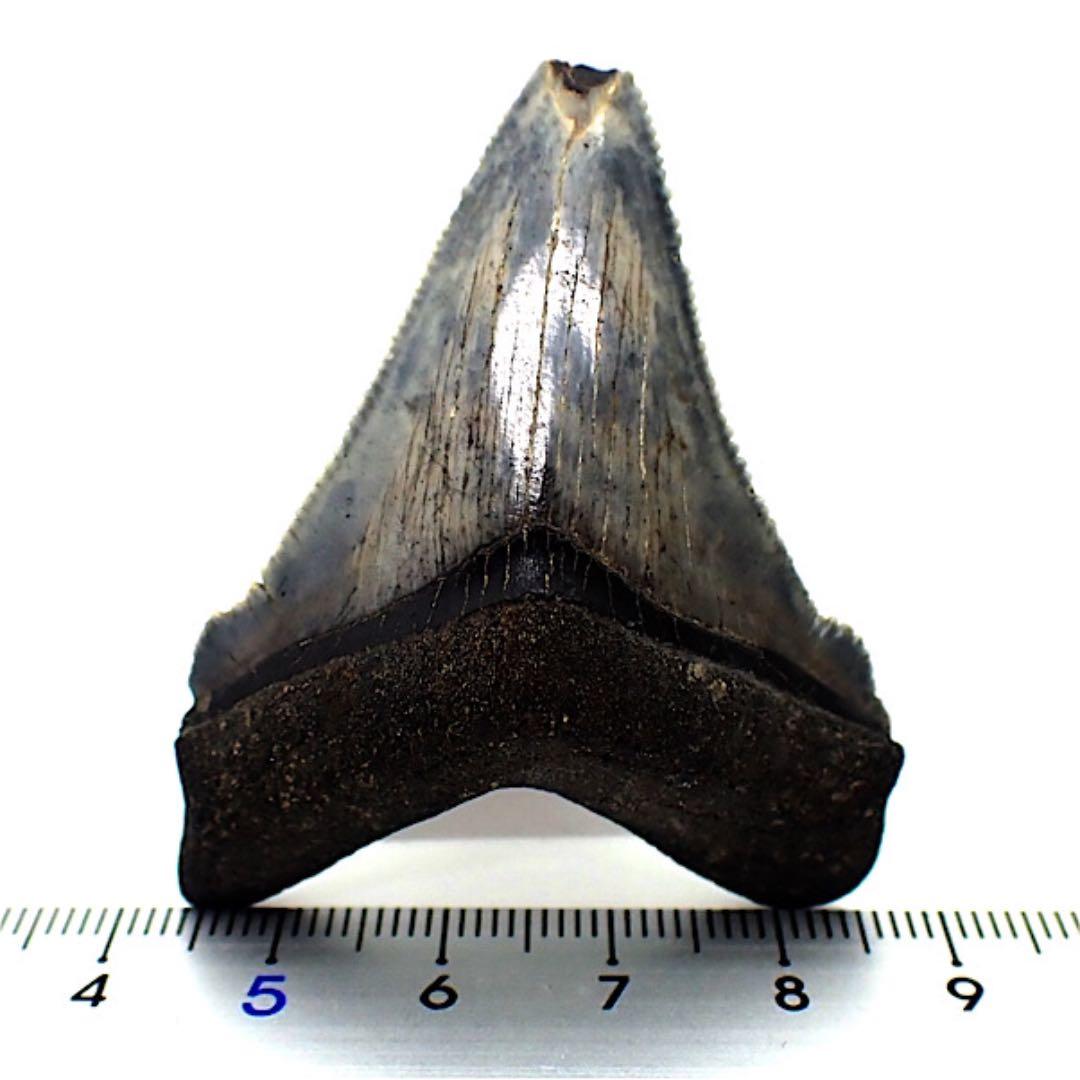 【アメリカ産】メガロドンの歯の化石