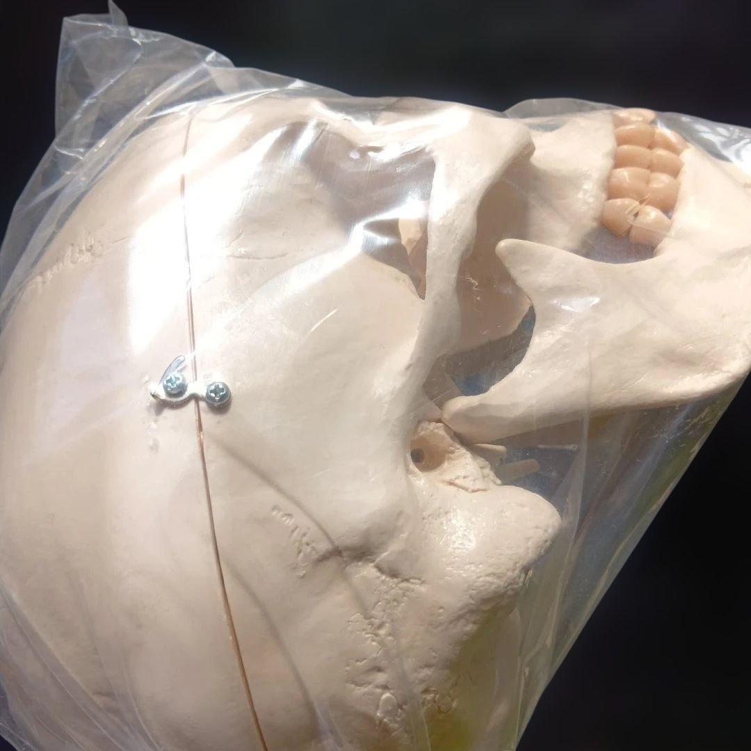 3B 骨格模型 ドイツ製 等身大 理学療法士 オステオパシー 整体 柔道整復師