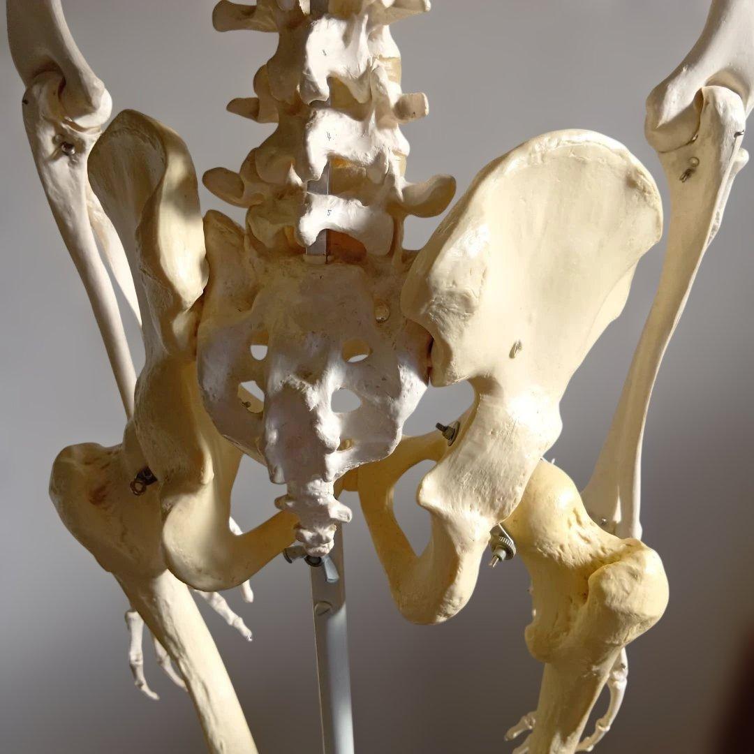 3B 骨格模型 ドイツ製 等身大 理学療法士 オステオパシー 整体 柔道整復師