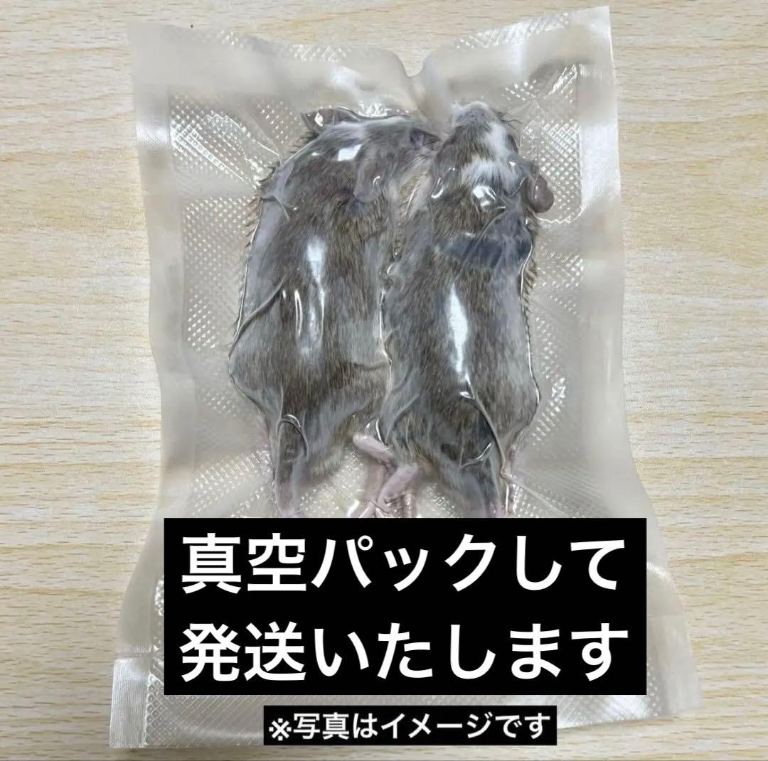 冷凍ヤワゲネズミ 約50～75ｇ 25匹