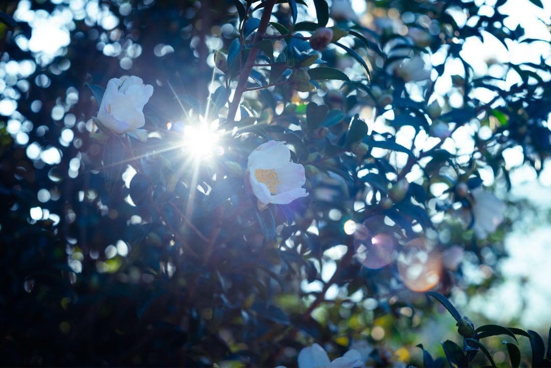 Leitz Summarit 5cm F1.5 フィルター付き（山崎光学清掃済）