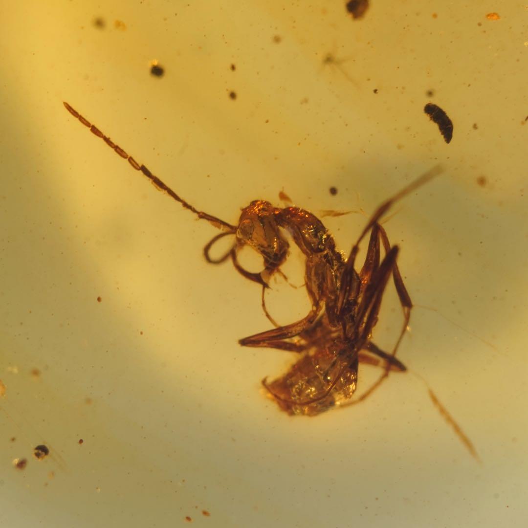 レア極上品TT0010虫入り琥珀化石ミャンマーカムティかタナイ産　9900万年前