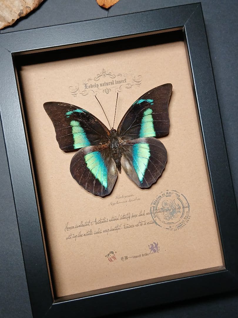 昆虫標本アート｜一点物・オリジナル作品